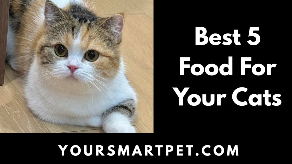 Best Food For Your Cats