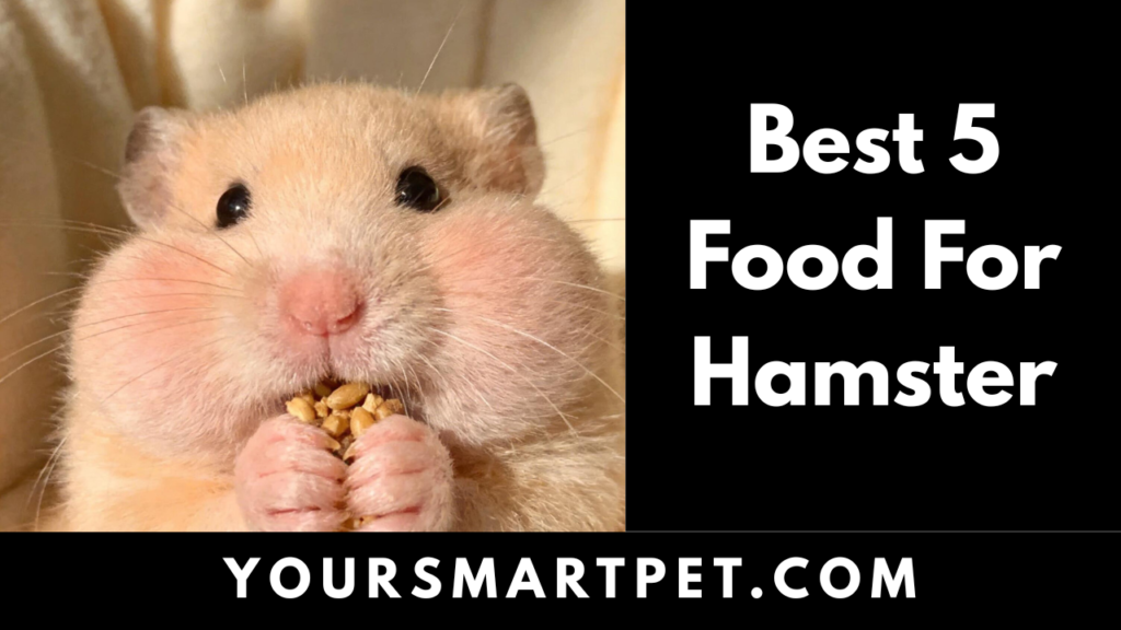Best 5 Food For Hamaster