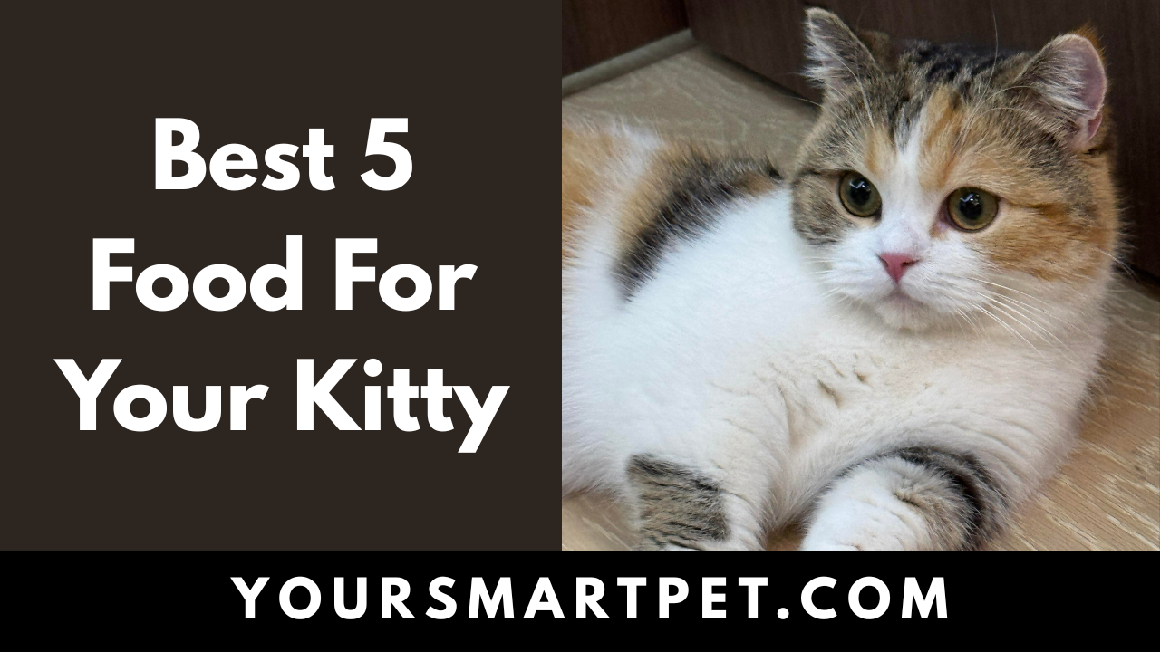 Best Food For Your Cats