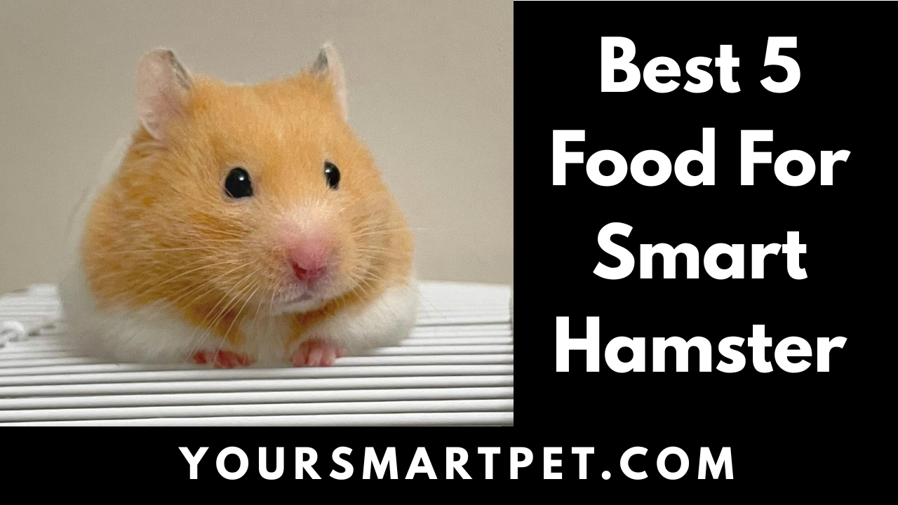Best 5 Food For Hamaster