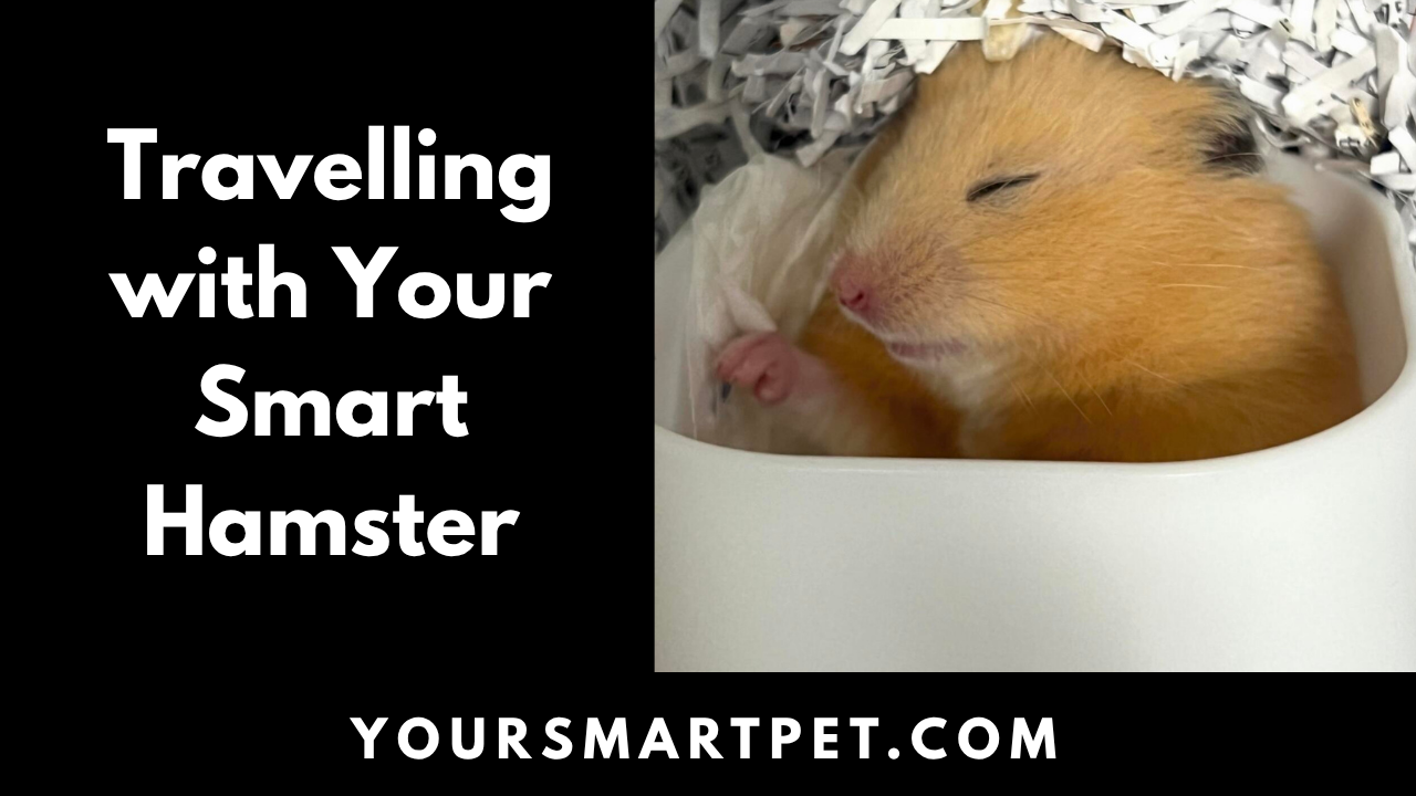 Travelling with Your Smart Hamster