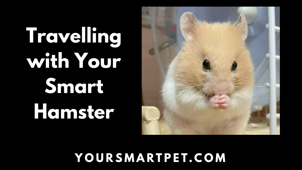 Travelling with Your Smart Hamster