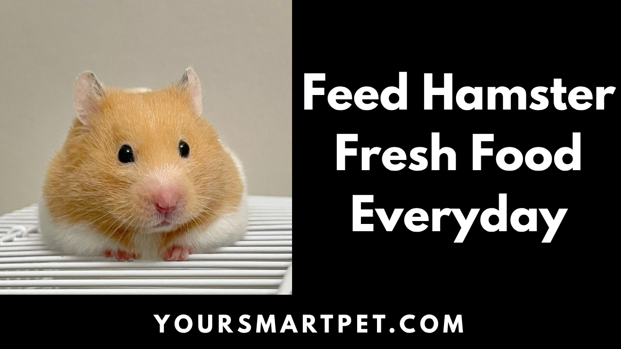 Feed Hamster Fresh Food Everyday