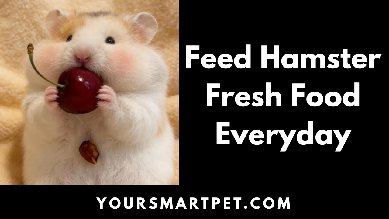 Feed Hamster Fresh Food Everyday