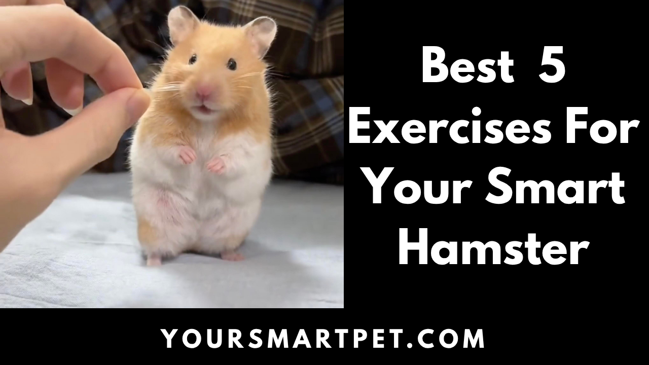 Best 5 Exercise for Your Hamster