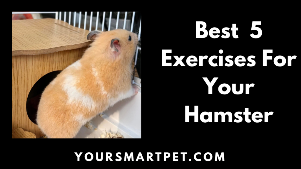 Best 5 Exercise for Your Hamster