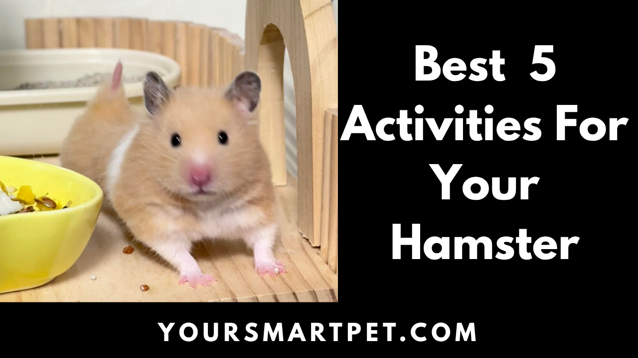Best 5 Activities For Your Hamster