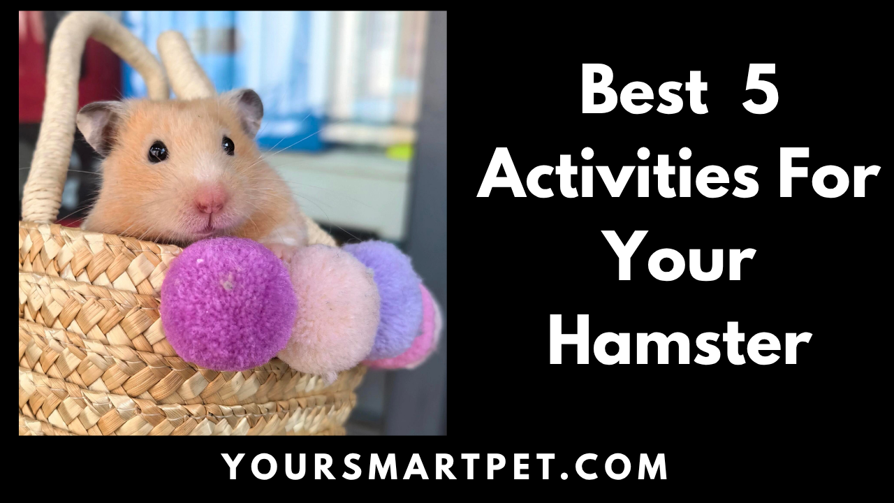 Best 5 Activities For Your Hamster