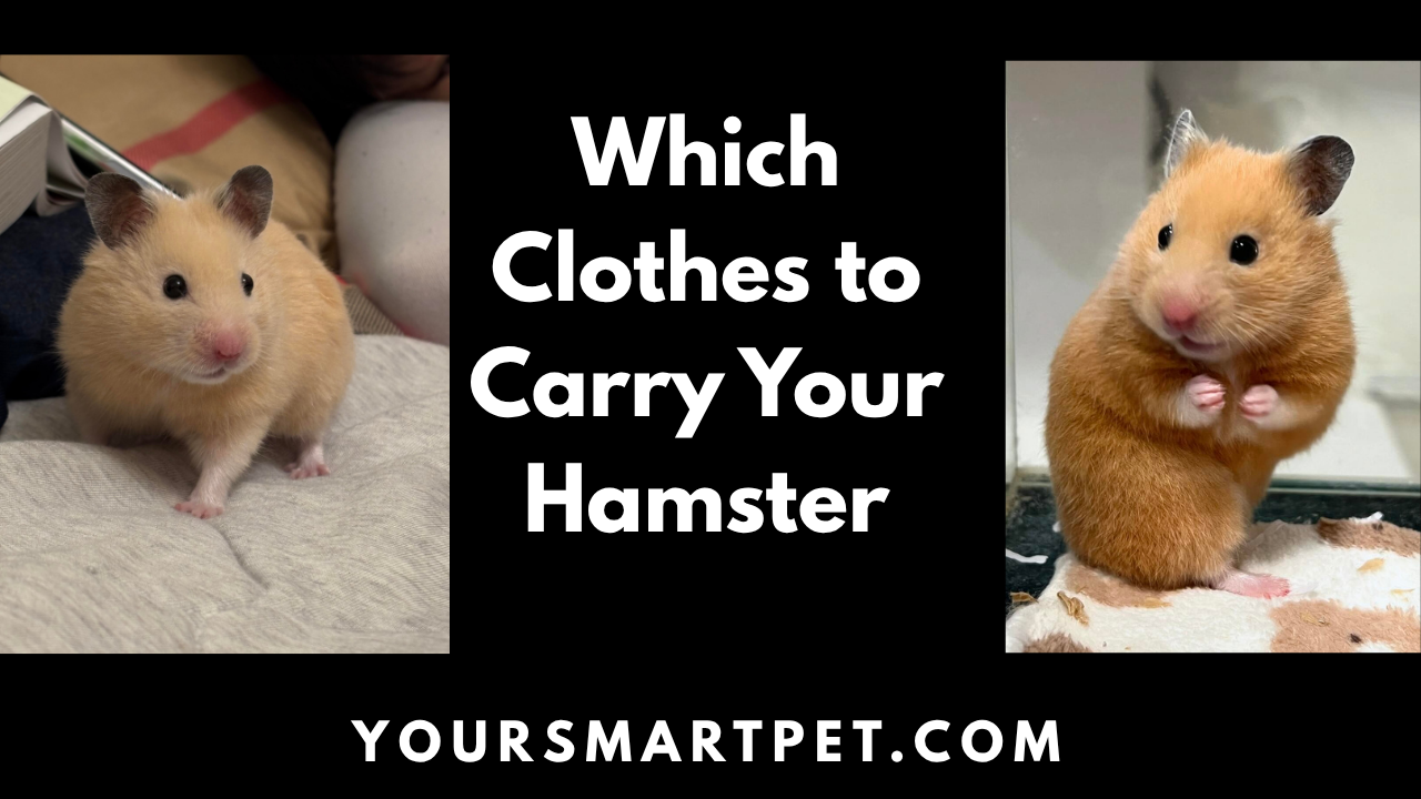 Which Clothes Carry to Your Hamster