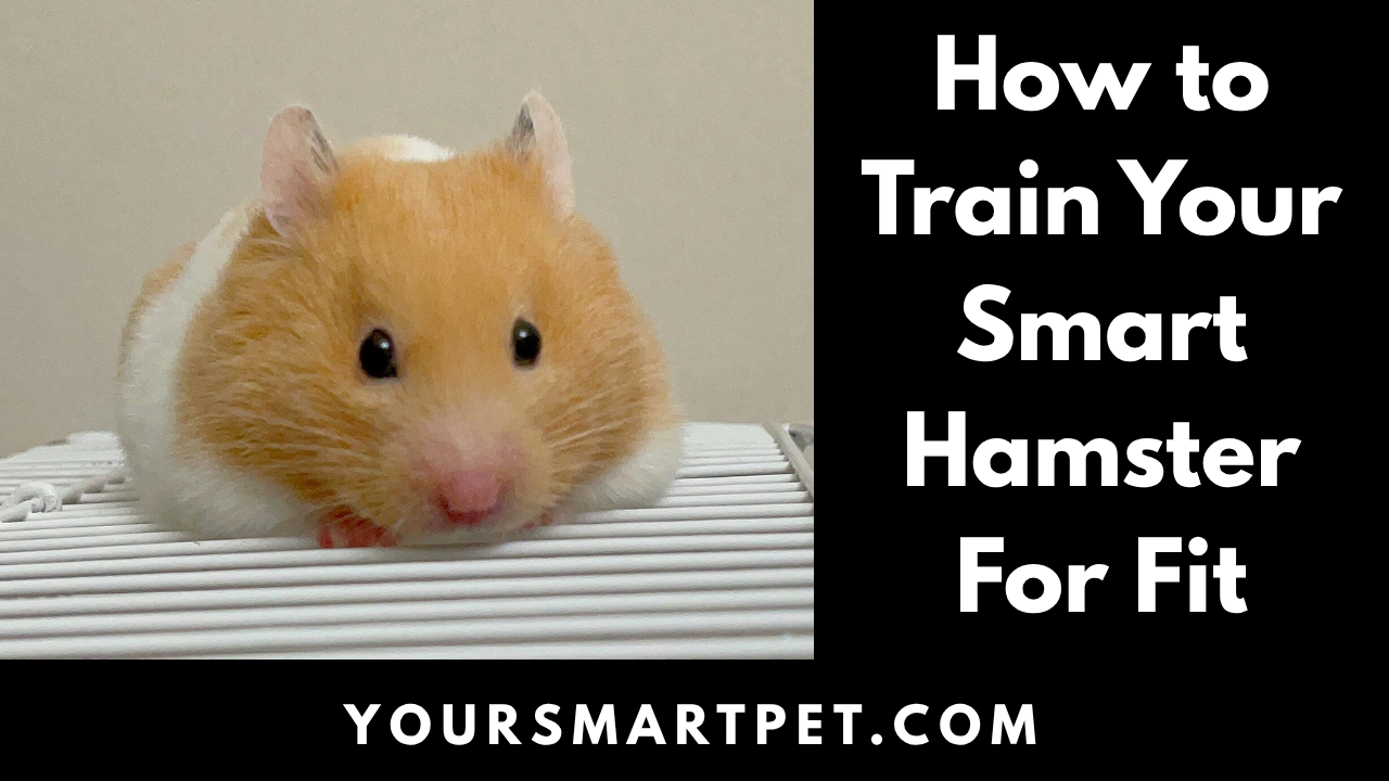 How to Training Your Pet For Fit