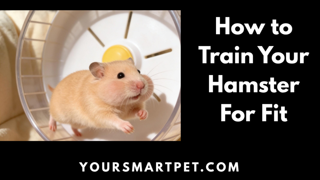 How to Training Your Pet For Fit