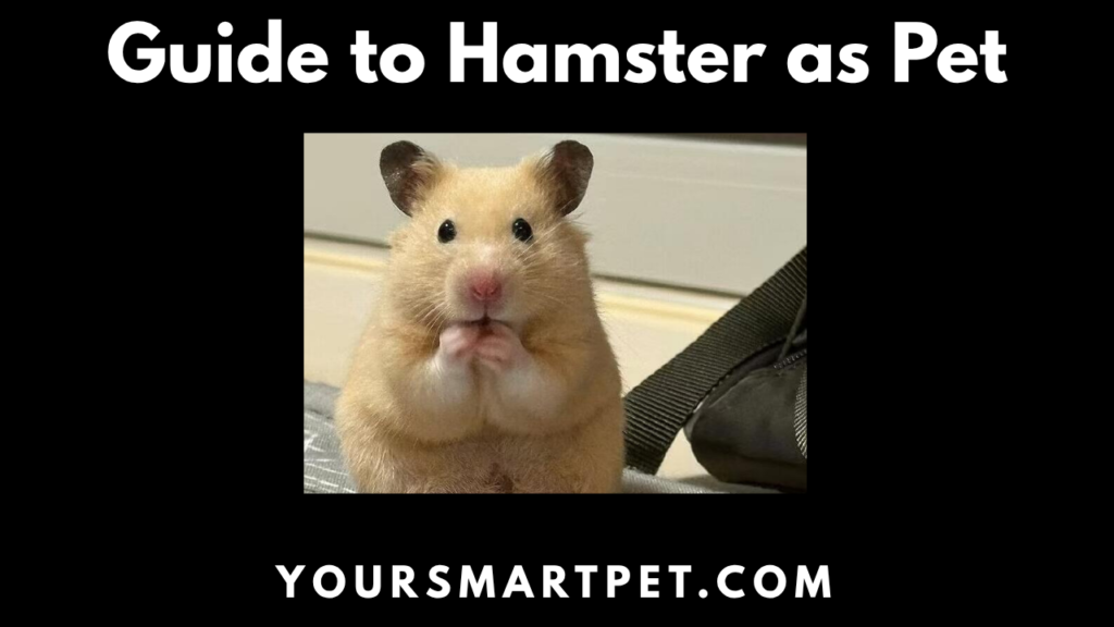 Guide to Hamster as Pet