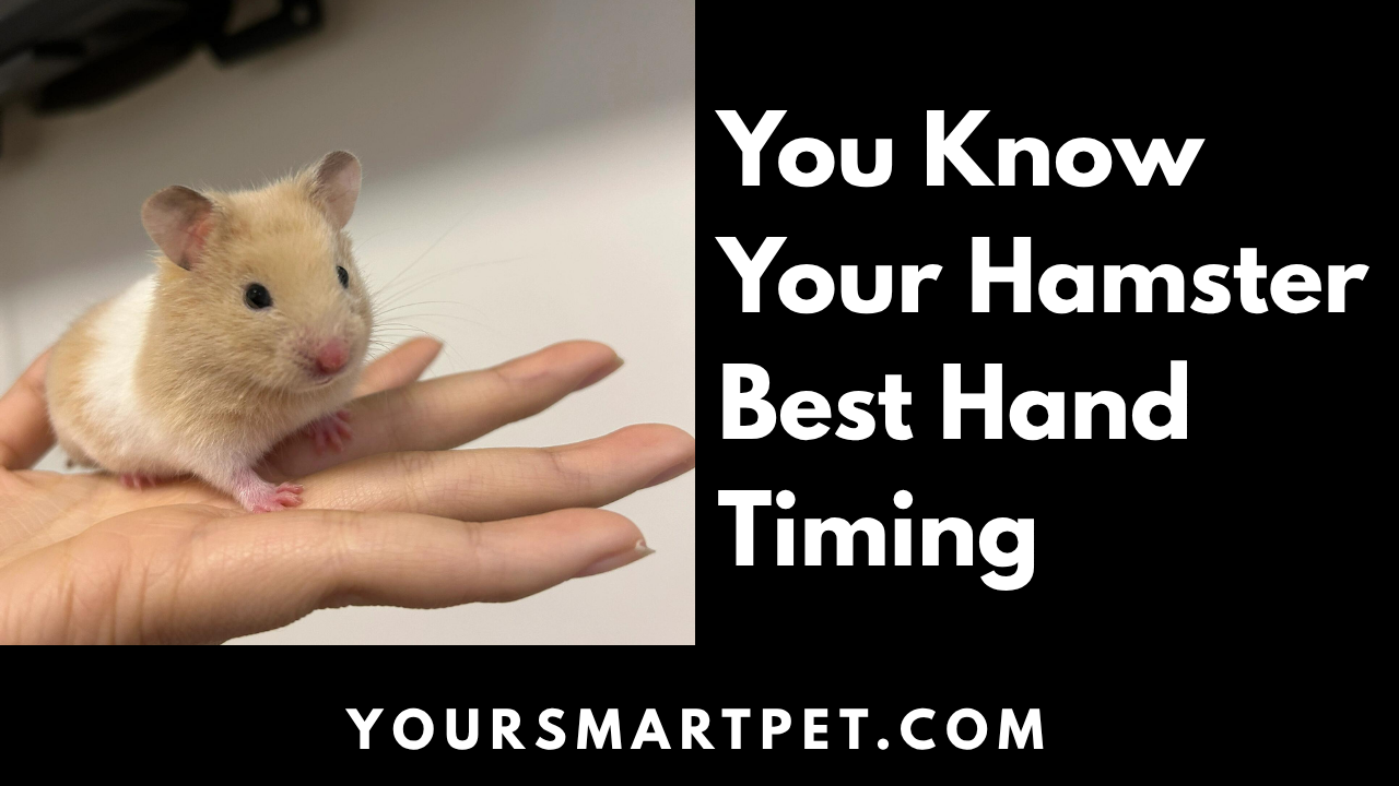 You Know Your Hamster Best Hand Timing