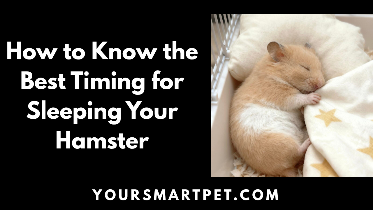 How to Know Best Timing for Sleeping Your Hamster