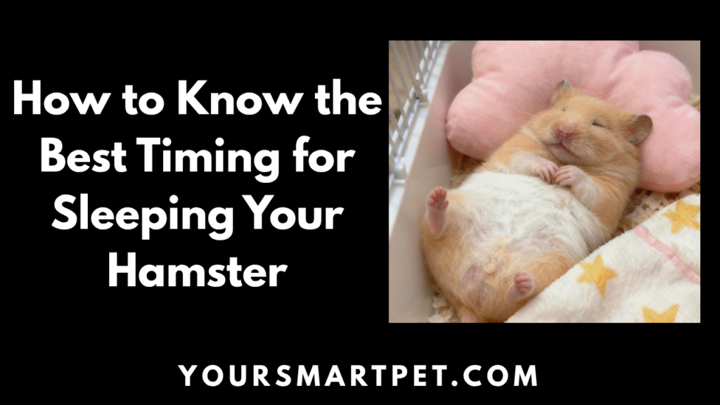 How to Know Best Timing for Sleeping Your Hamster