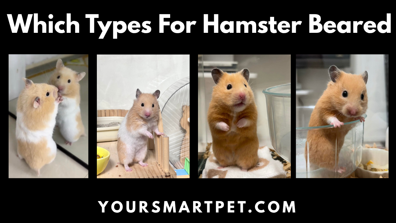 Which Types For Hamster Beared