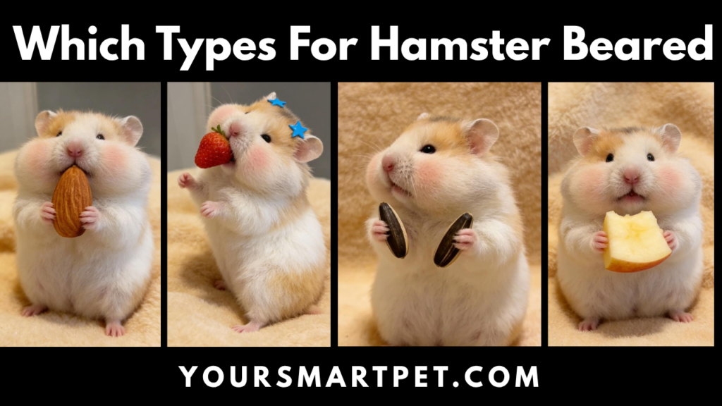 Which Types For Hamster Beared