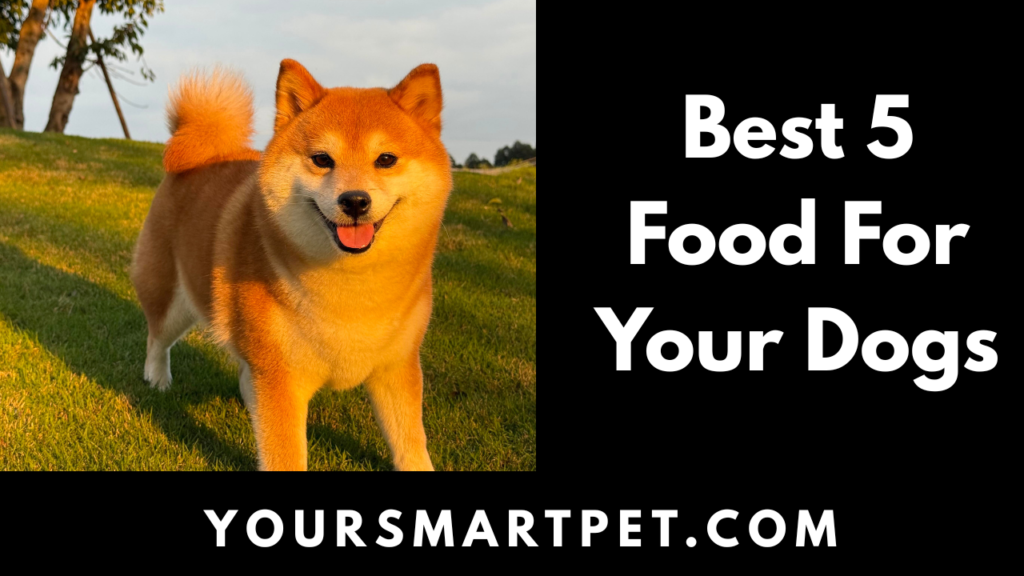 Best Food For Your Dogs