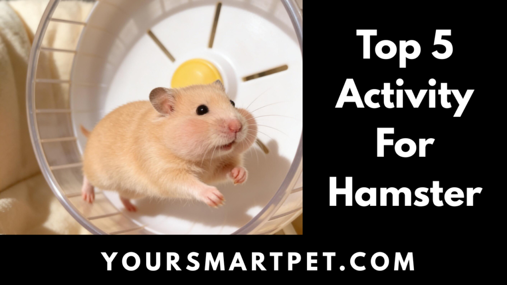 Top 5 Activity For Hamster