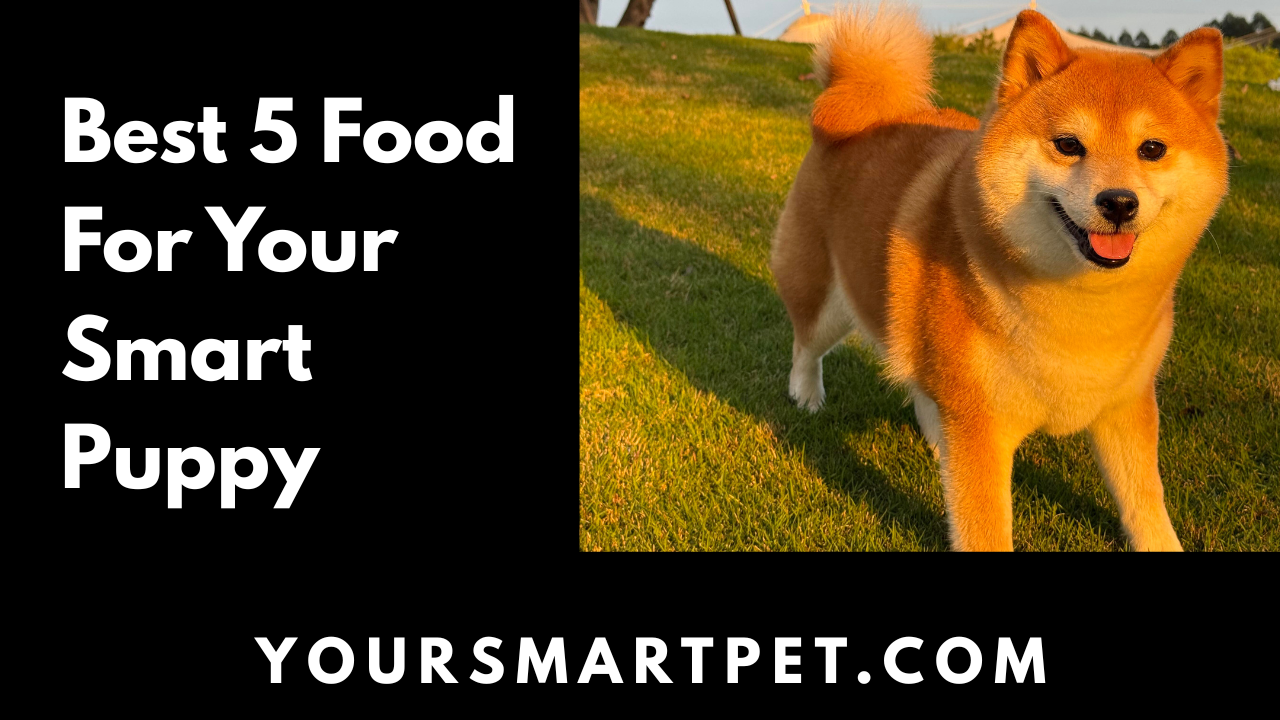 Best Food For Your Dogs