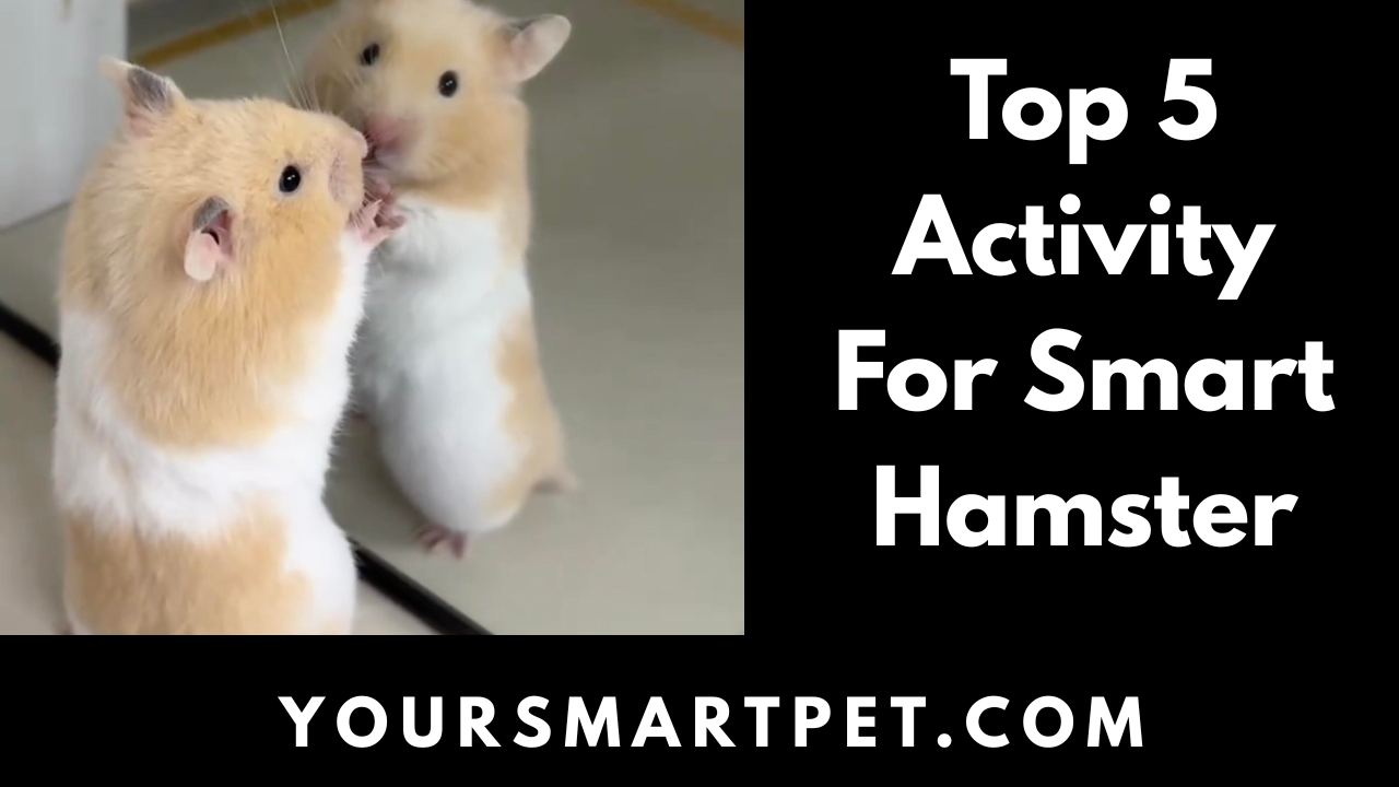 Top 5 Activity For Hamster