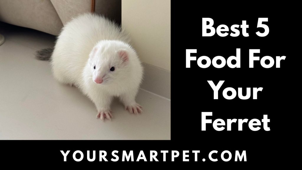 Best Food For Your Ferret