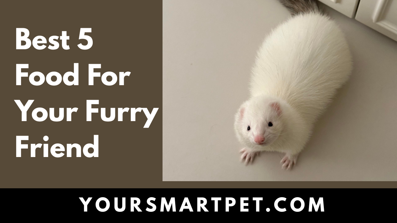 Best Food For Your Furry Friend