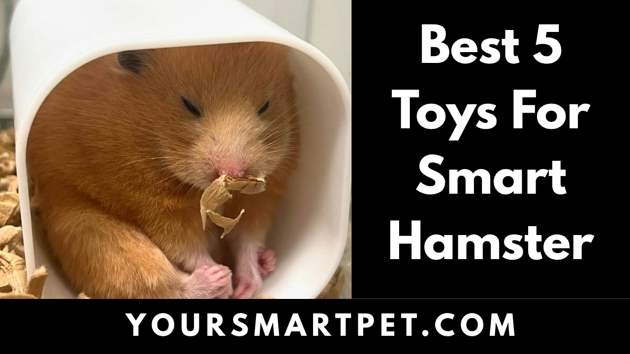 Best 5 Toys For Hmaster