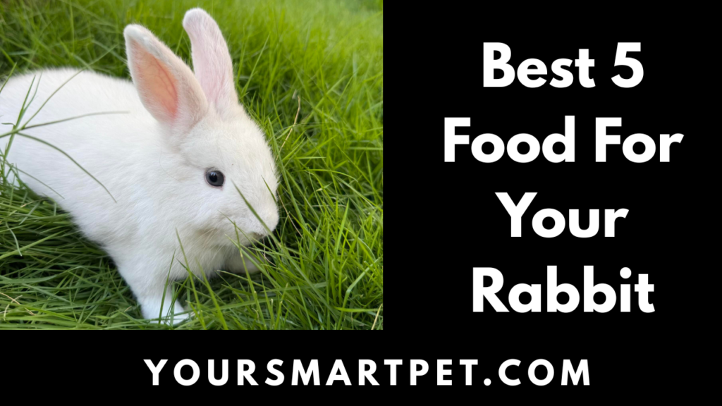 Best Food For Your Rabbit