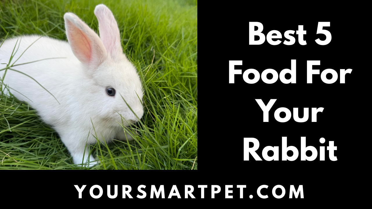 Best Food For Your Rabbit