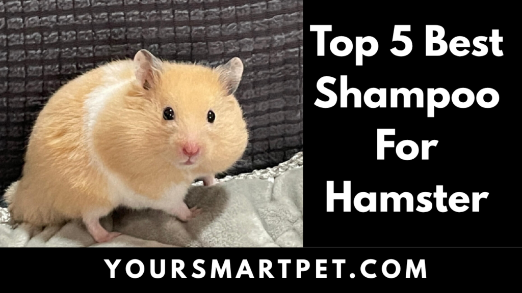 Top 5 Best Shampoo For Hamster