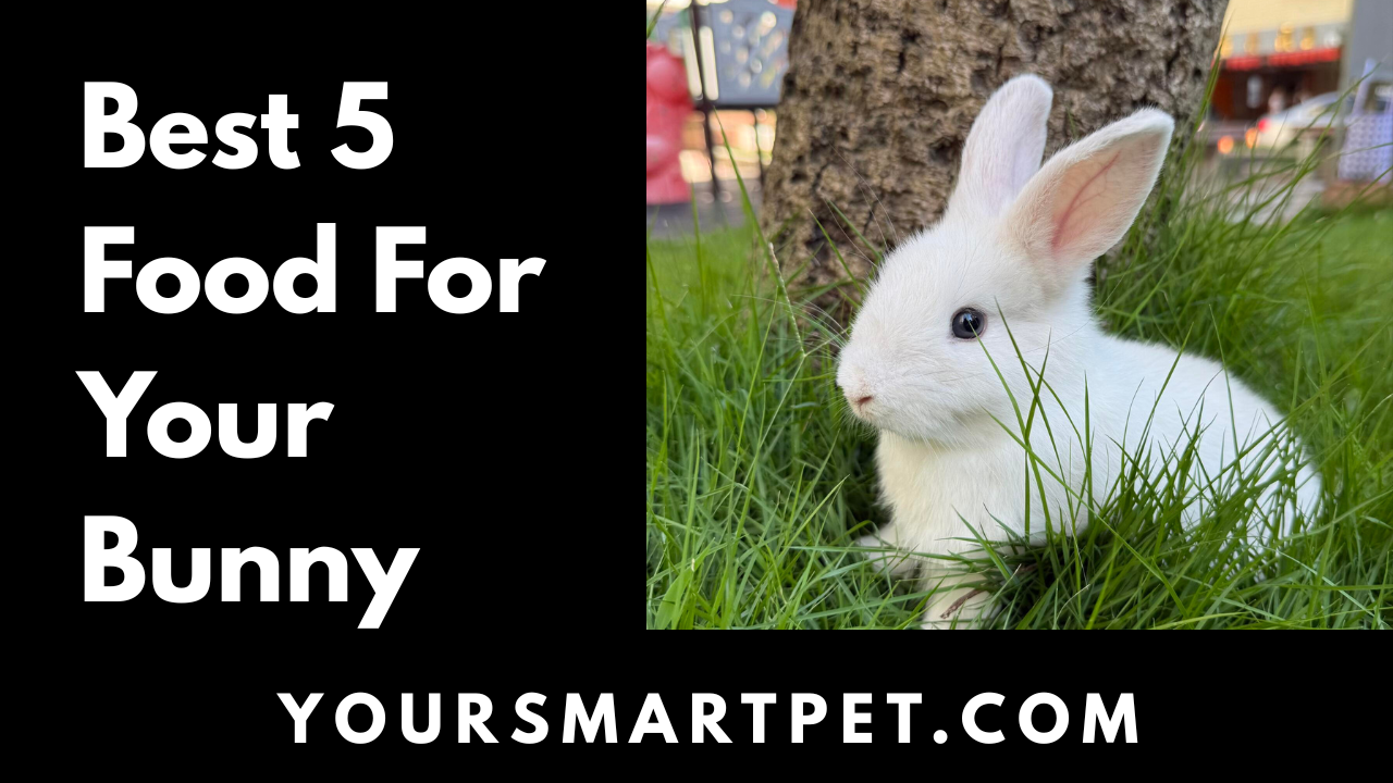 Best Food For Your Bunny