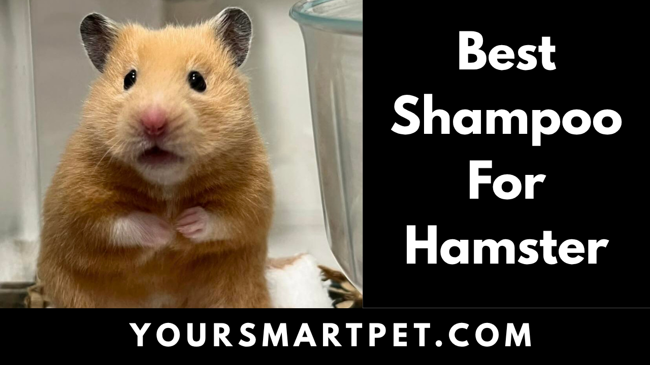 Top 5 Best Shampoo For Hamster