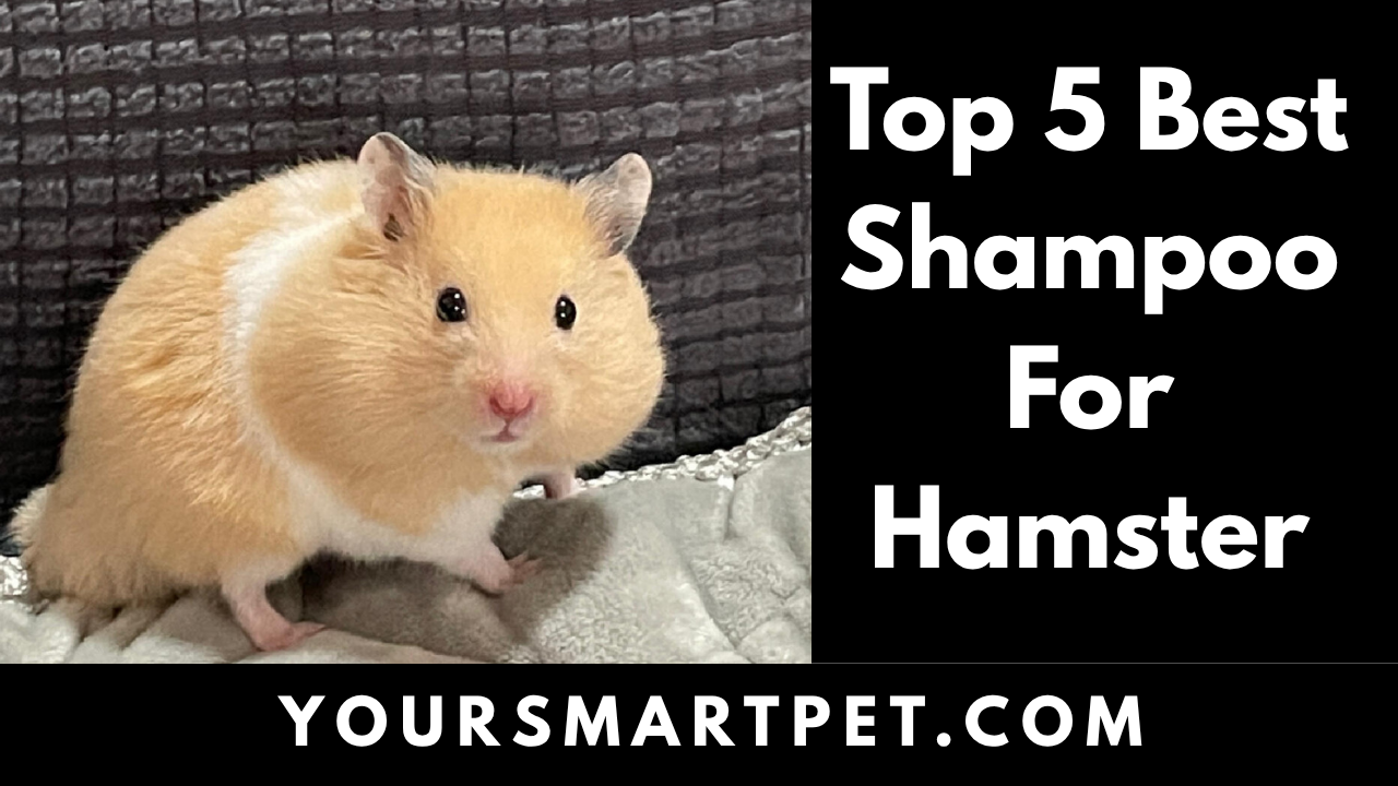 Top 5 Best Shampoo For Hamster