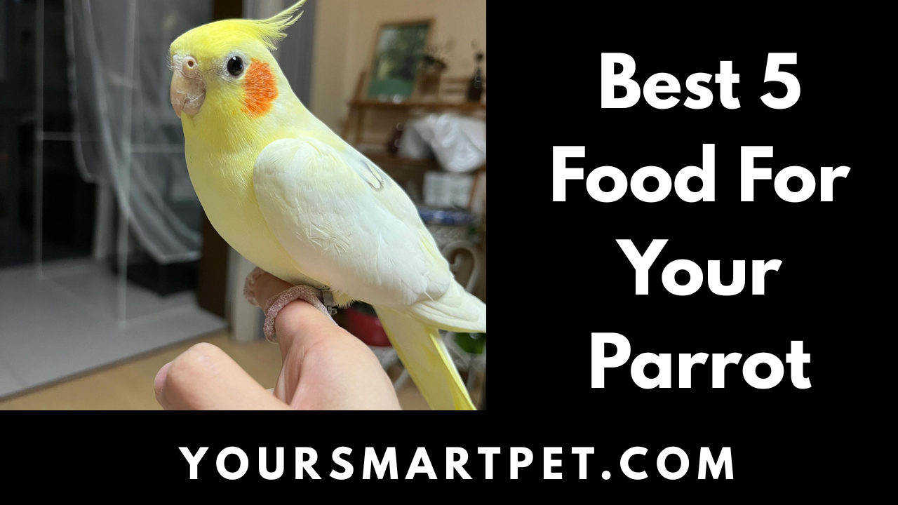 Best Food For Your Parrot
