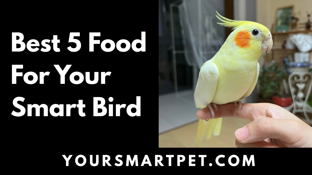 Best Food For Your Smart Bird