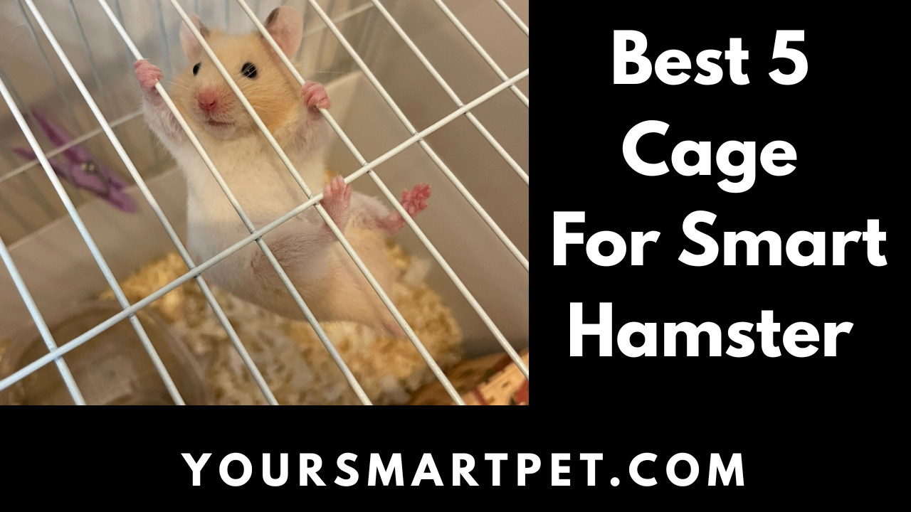 Best 5 Cage For Hamster