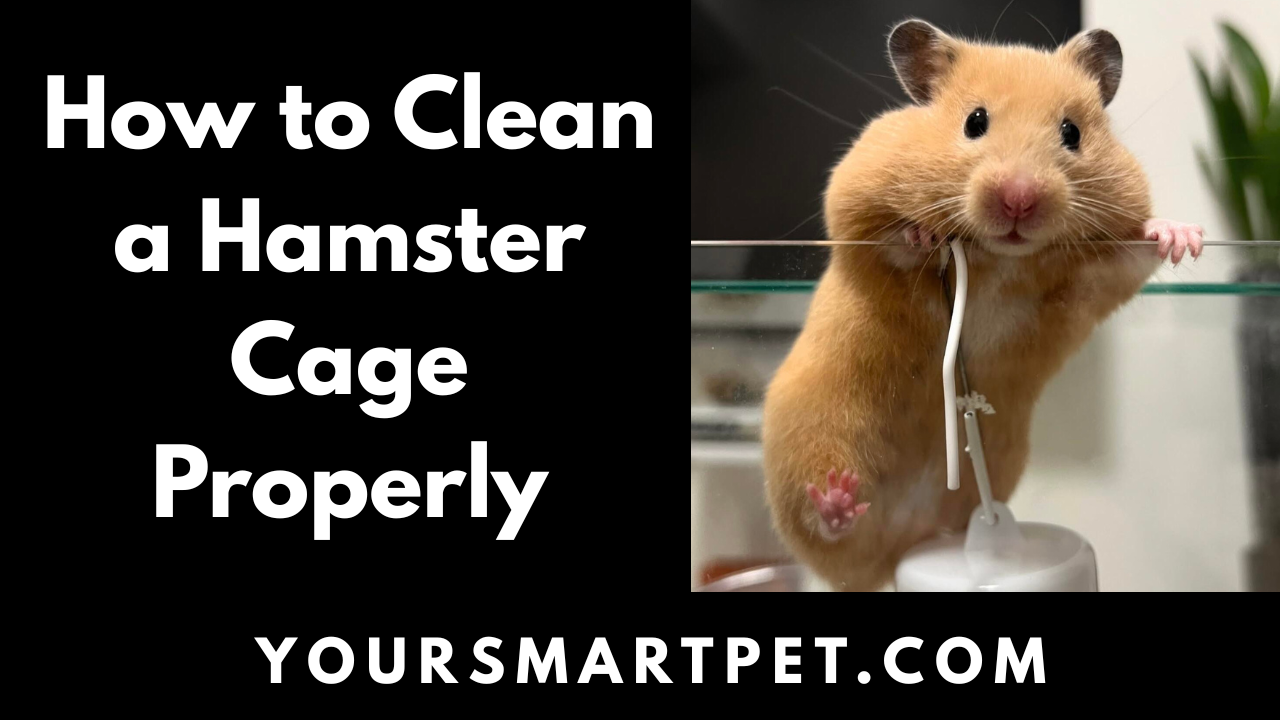 Hoe to Clean Hamster Cage Properly