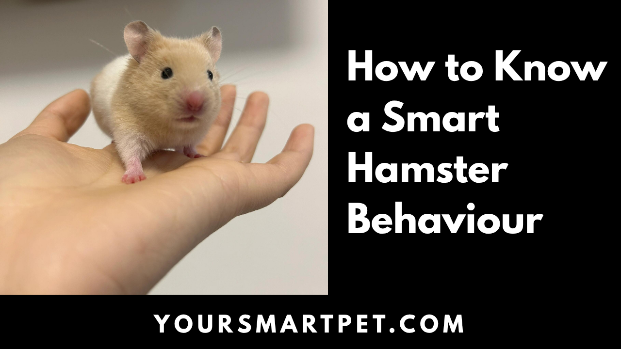 How to Know Hamster Behaviour