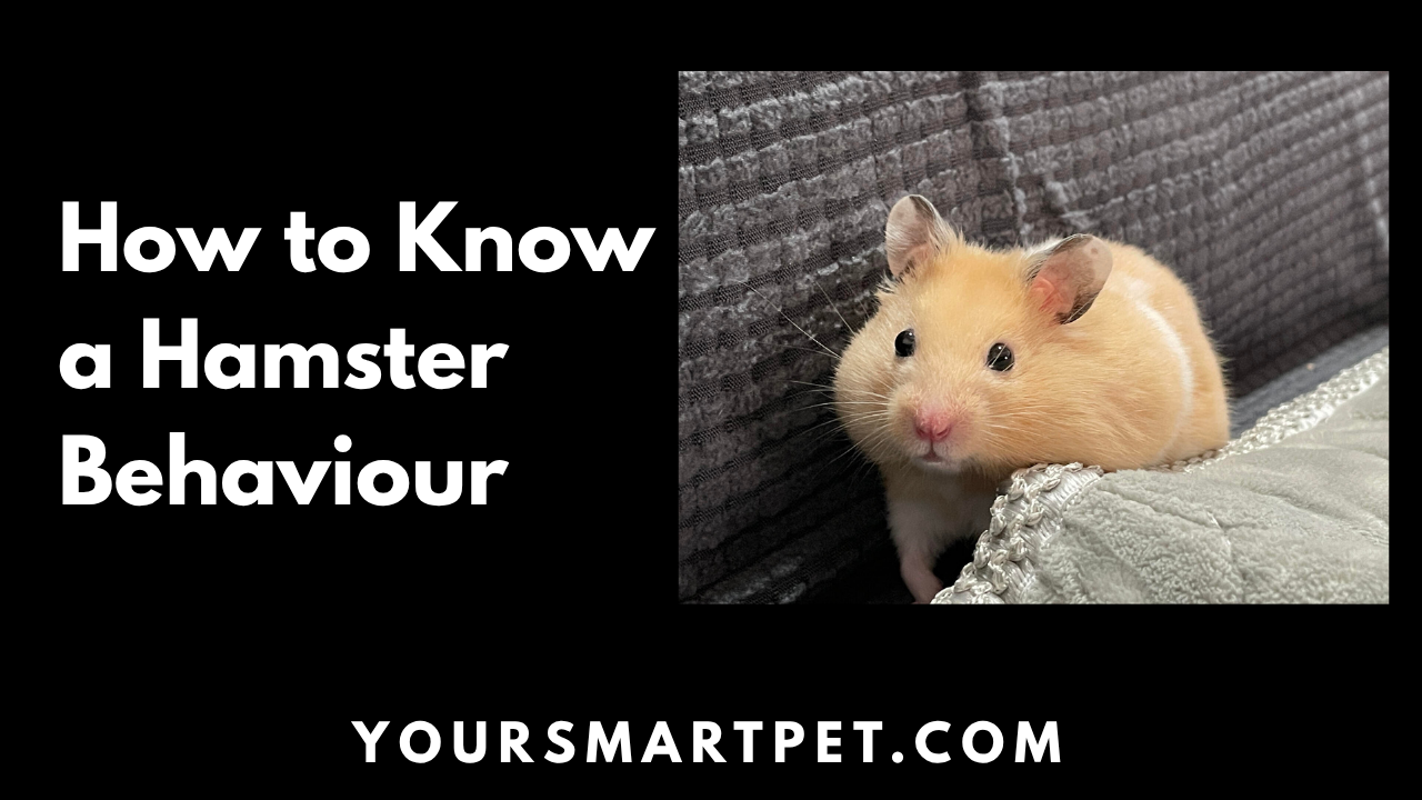 How to Know Hamster Behaviour