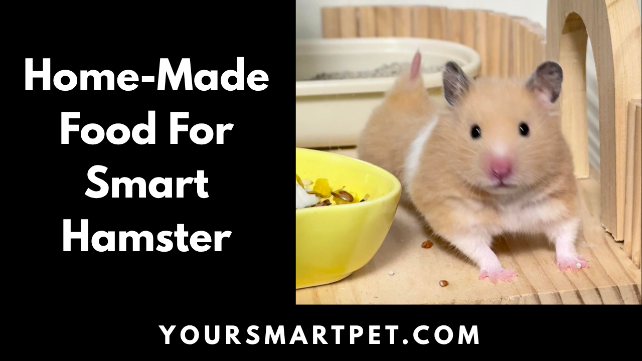 Home Made Food For Hamster