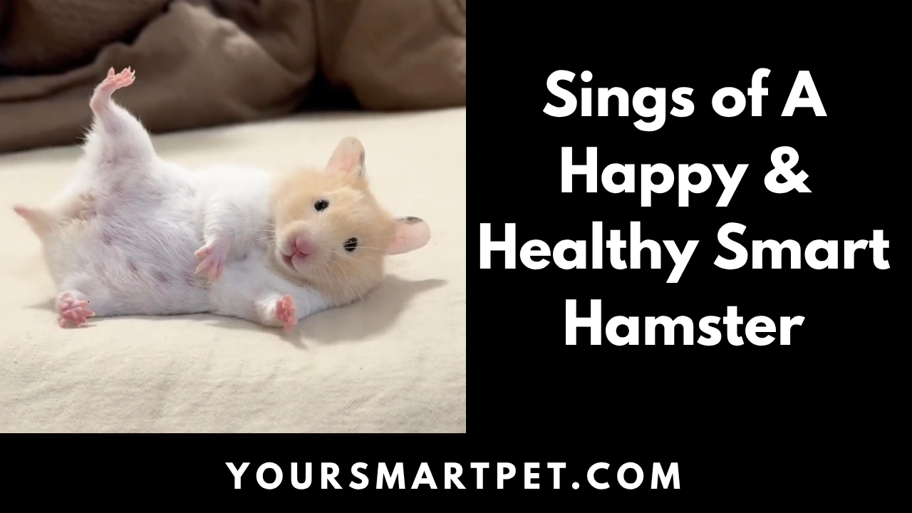 Signs of a Happy & Healthy Hamster