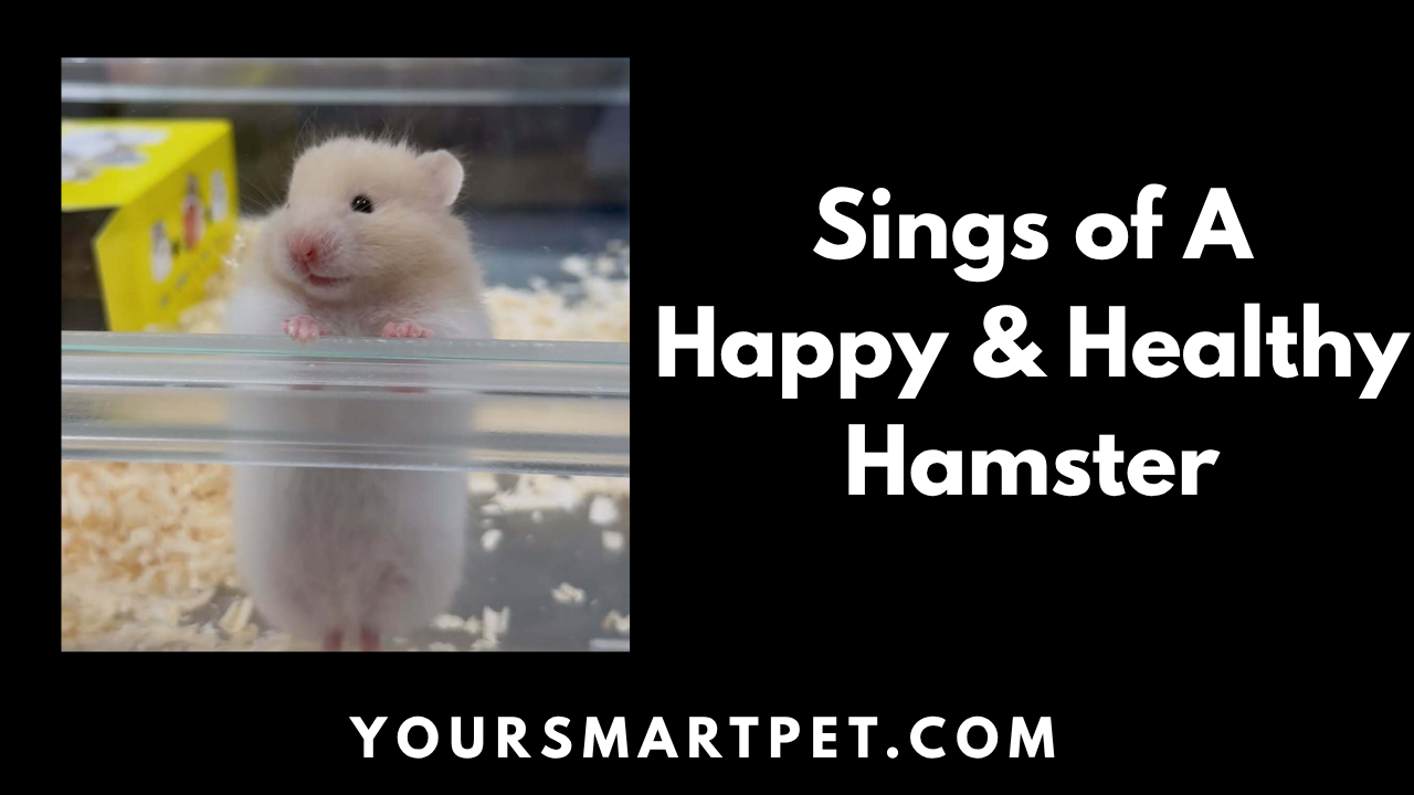 Signs of a Happy & Healthy Hamster