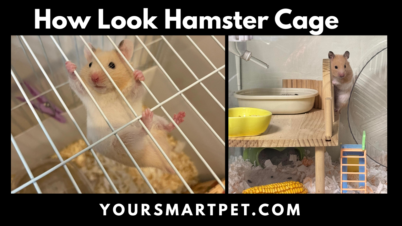 How Look Hamster Cage